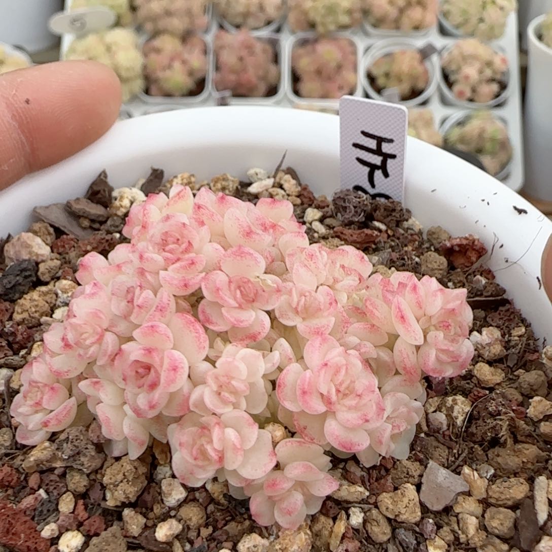 【闪购商品】0216-118（ht-8）