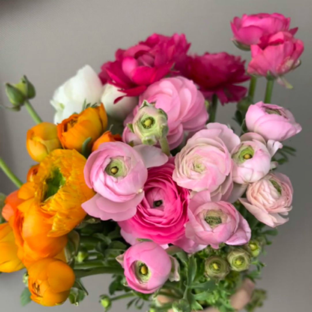 洋牡丹3扎顺丰冷链包邮