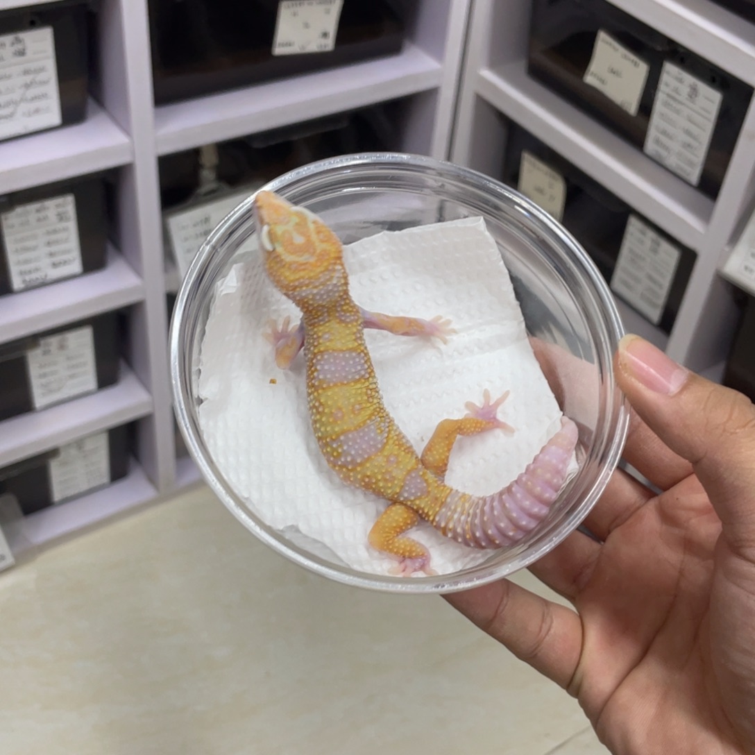 豹纹守宫蜡笔川普 公