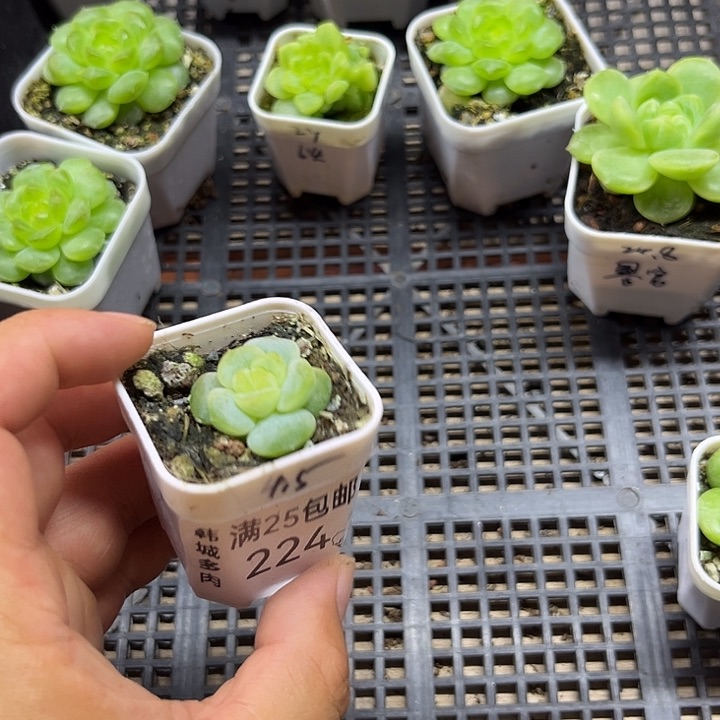 224   一物一拍  满20包邮