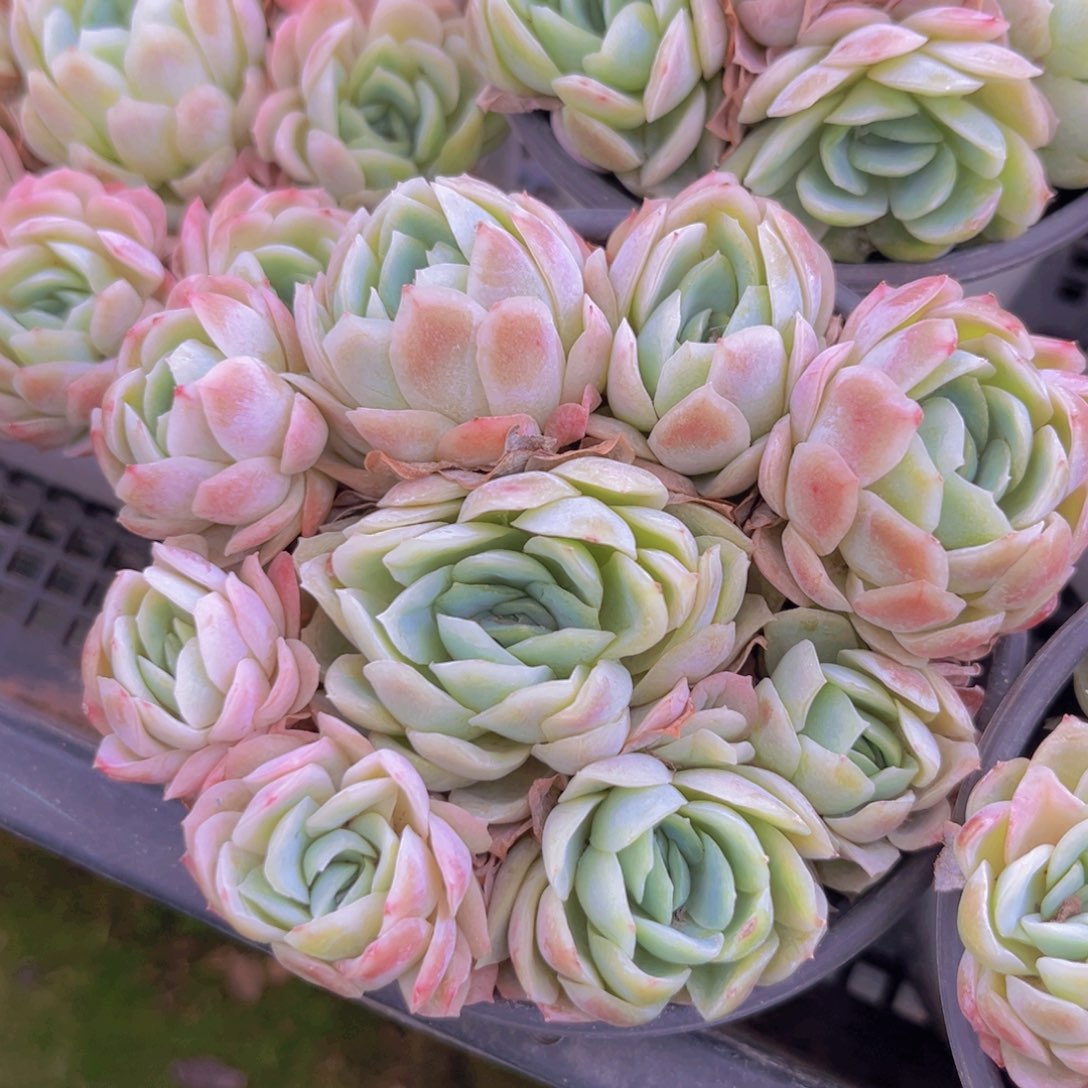 贝瑞988888888888888888