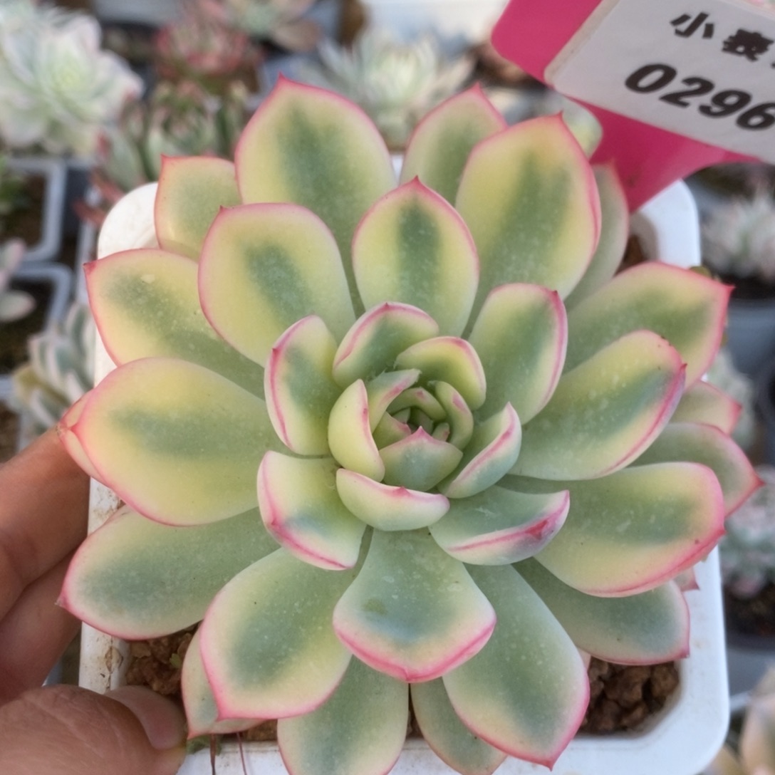 296雨燕座锦锦锦锦锦锦