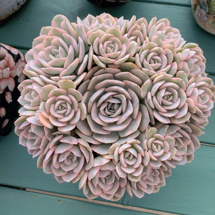 安娜玫瑰锦自然群无砍