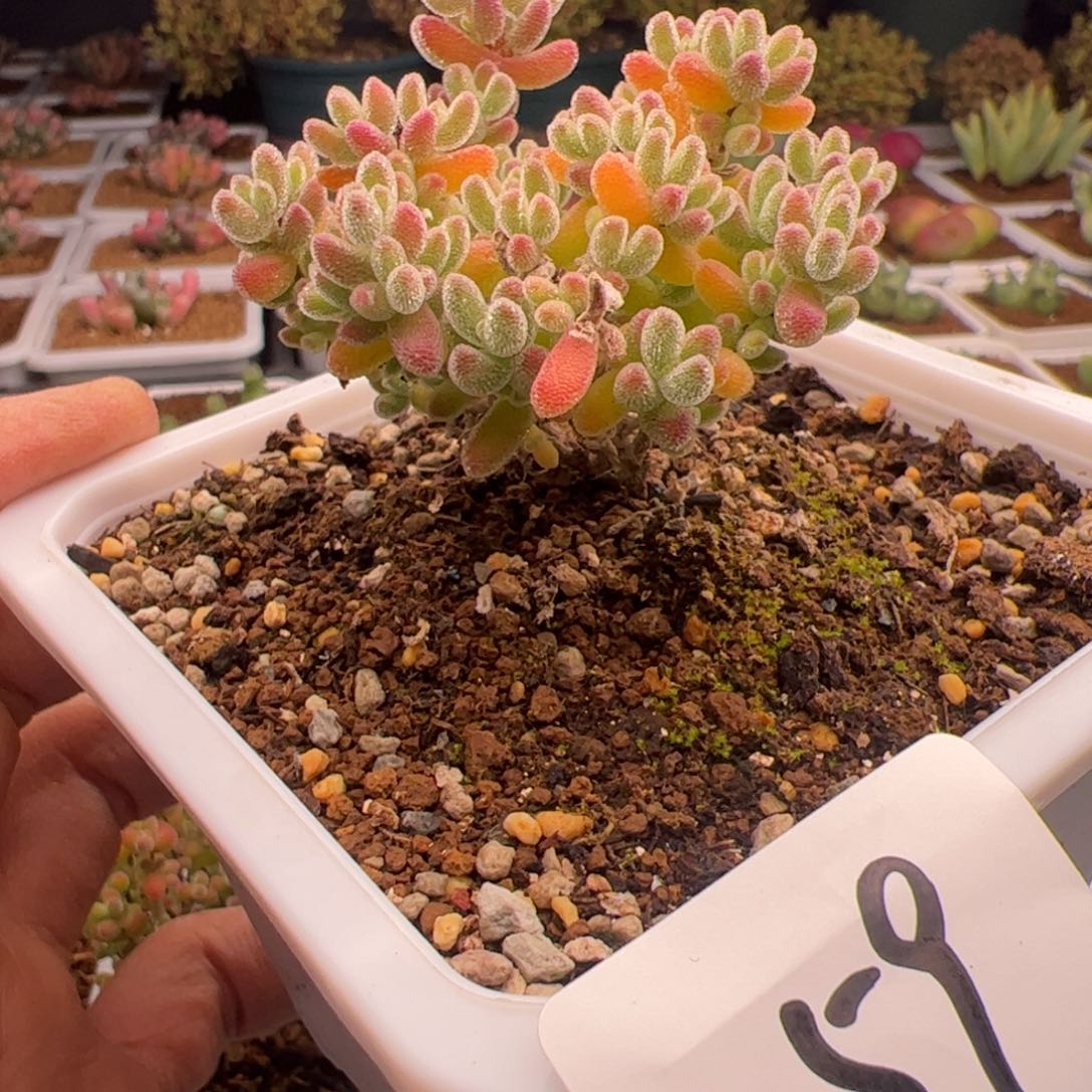 2.16粉冰晶多肉植物59