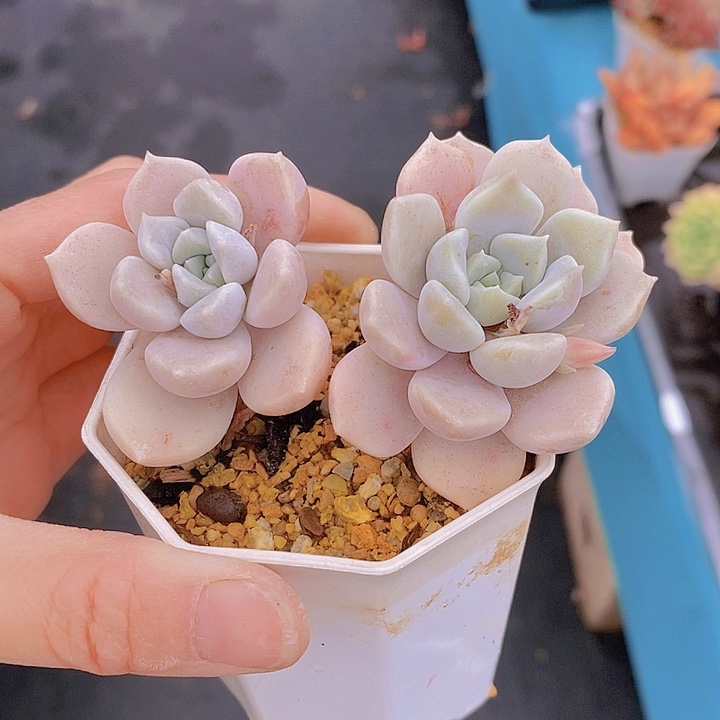 1049多肉植物老桩