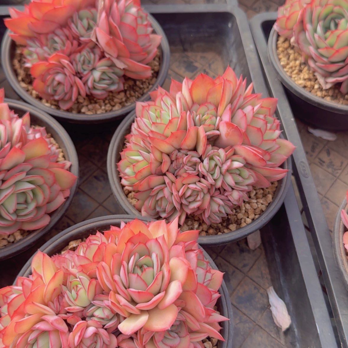 【闪购商品】牡丹亭群39.9