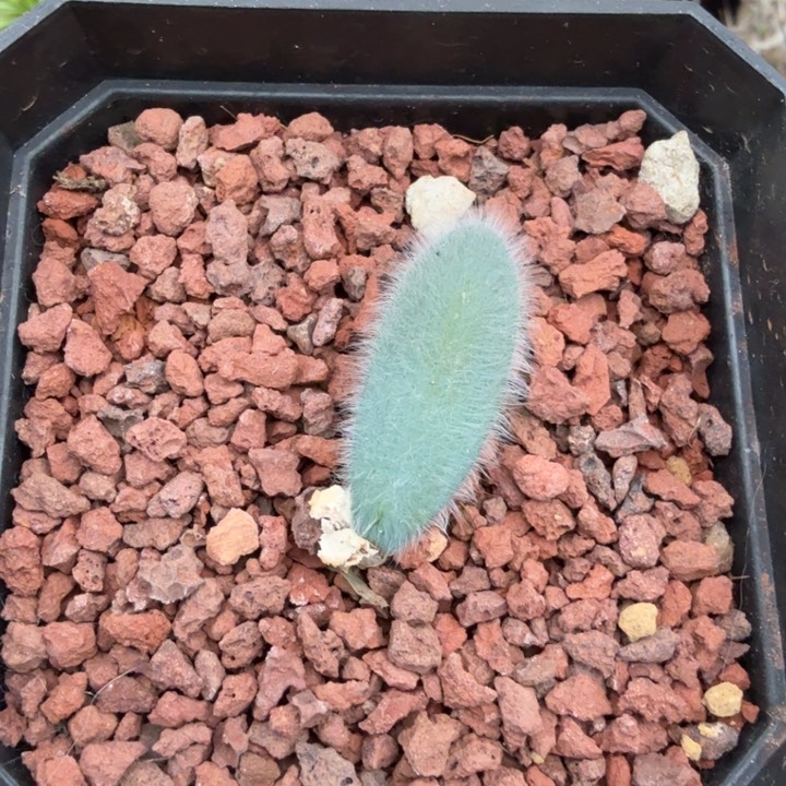 毛叶石蒜（满28包邮）