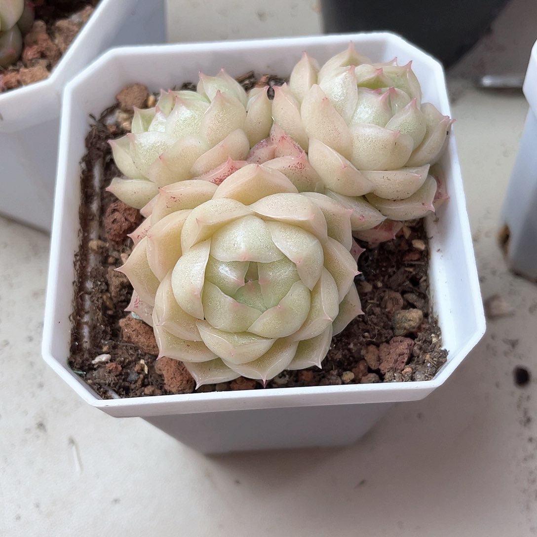 终**眺优选麦秆精品879