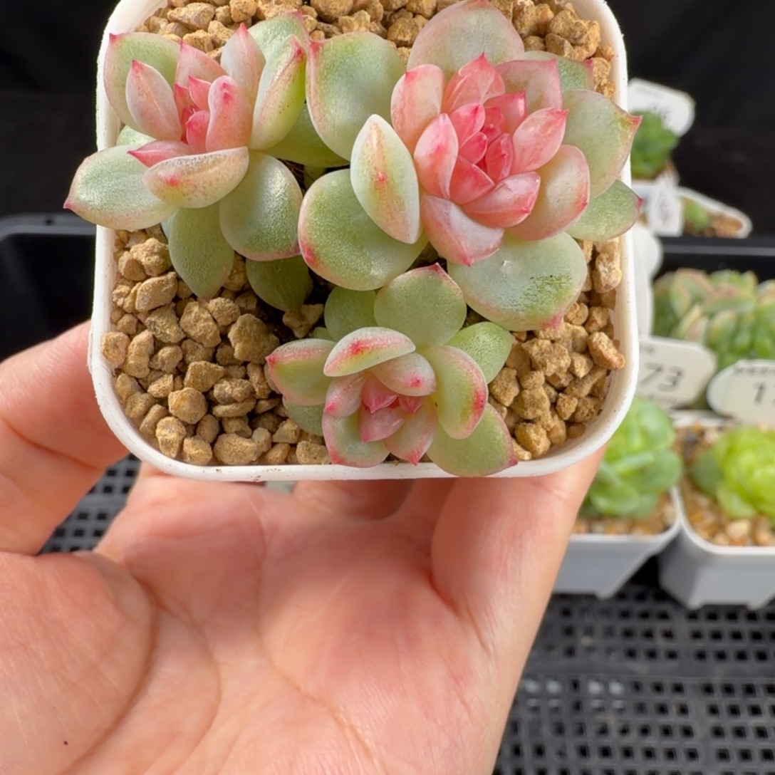 绯红珍妮三头群177号