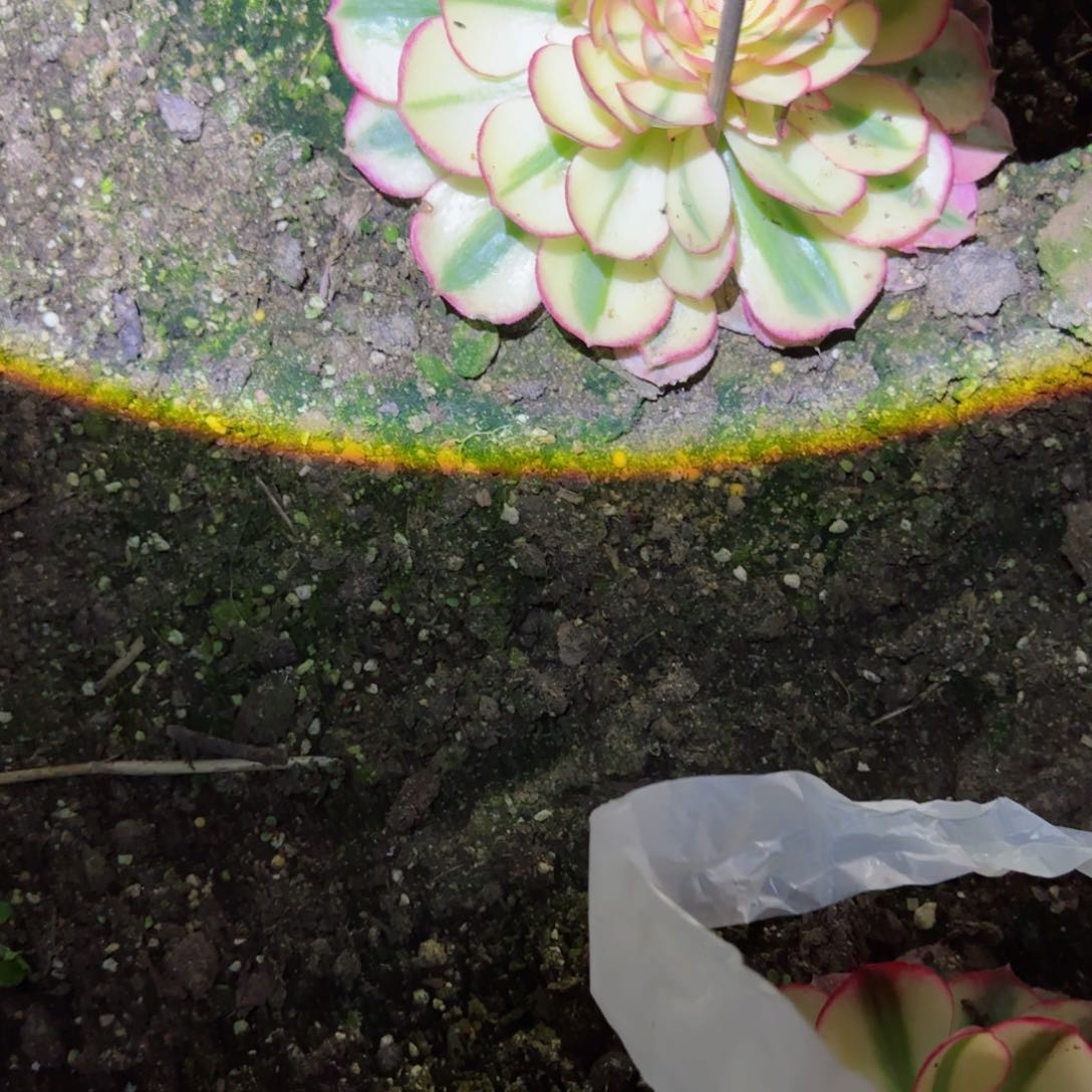 倾城法师多肉976