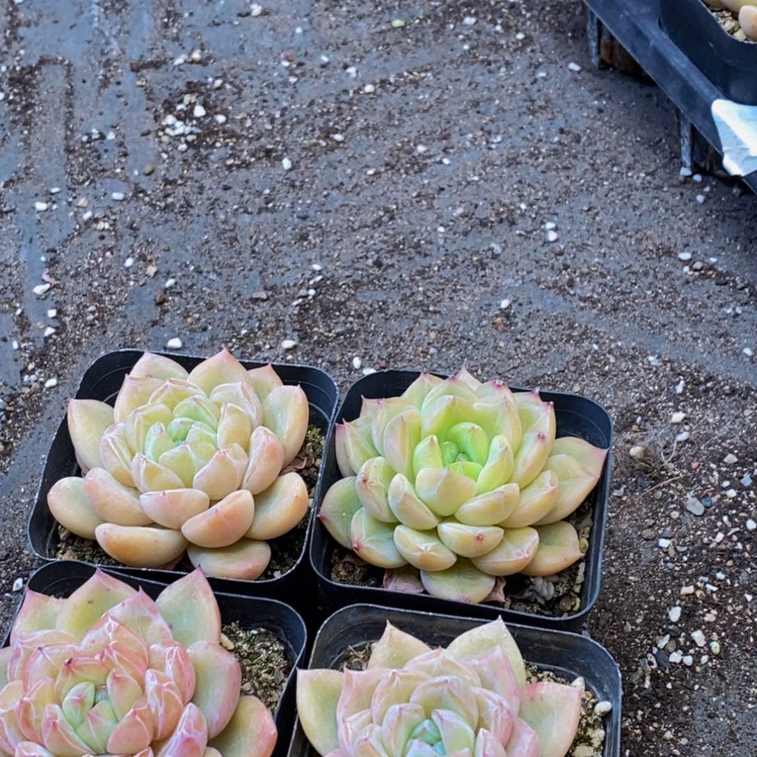 739多肉植物保护研究所所长助理