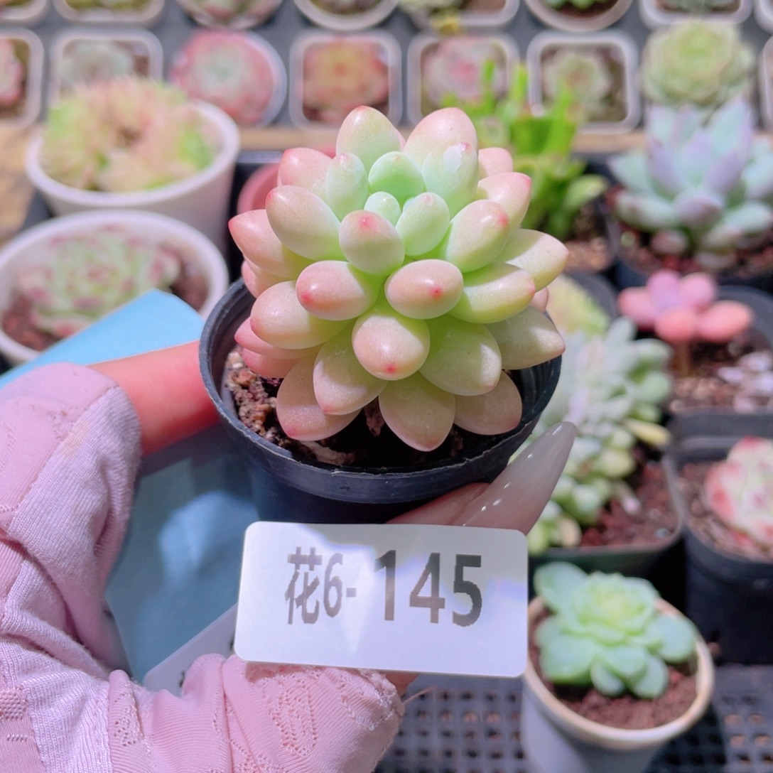 花利美6-145洛可可