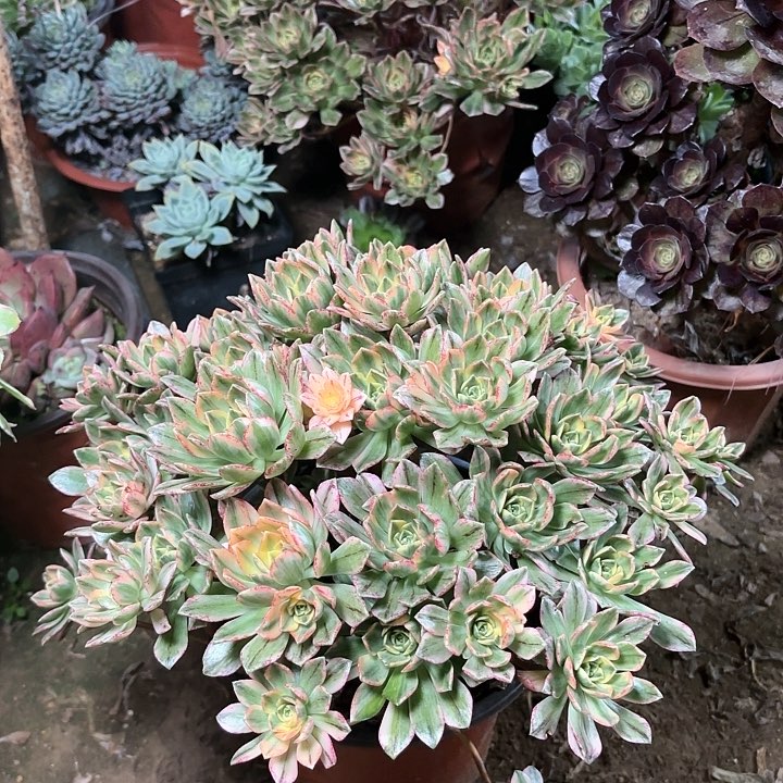 多肉植物法师甜茶34