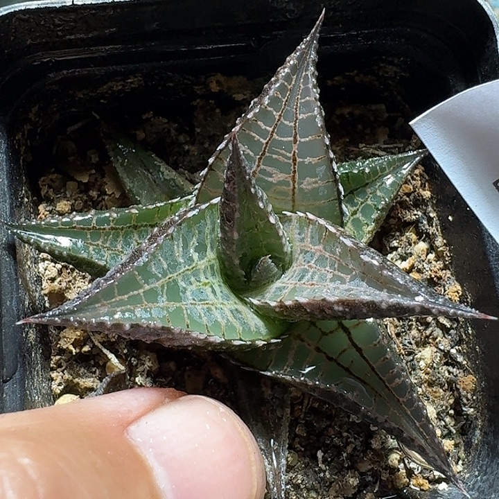 149龙鳞脱土发货自根