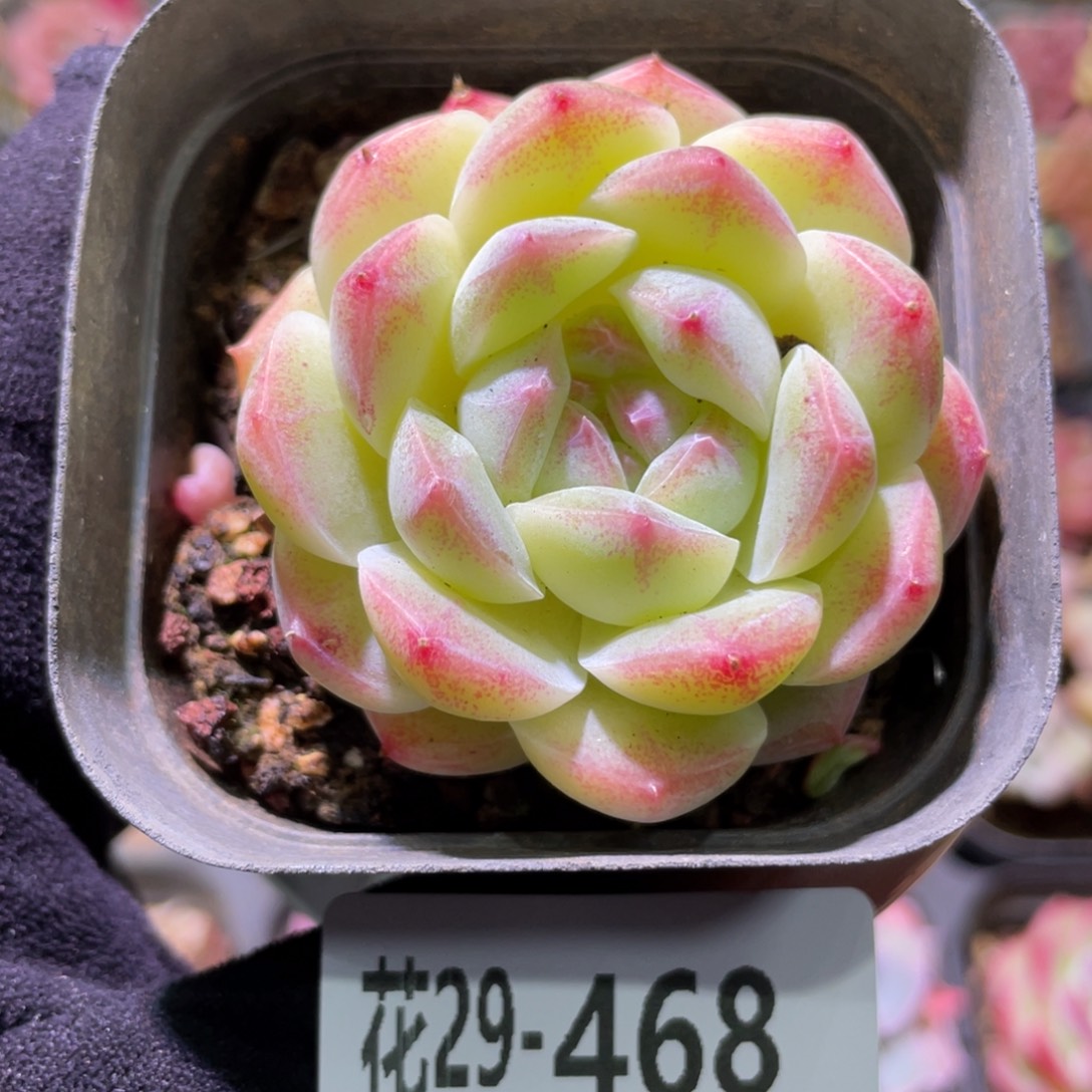 花利美29-468新品
