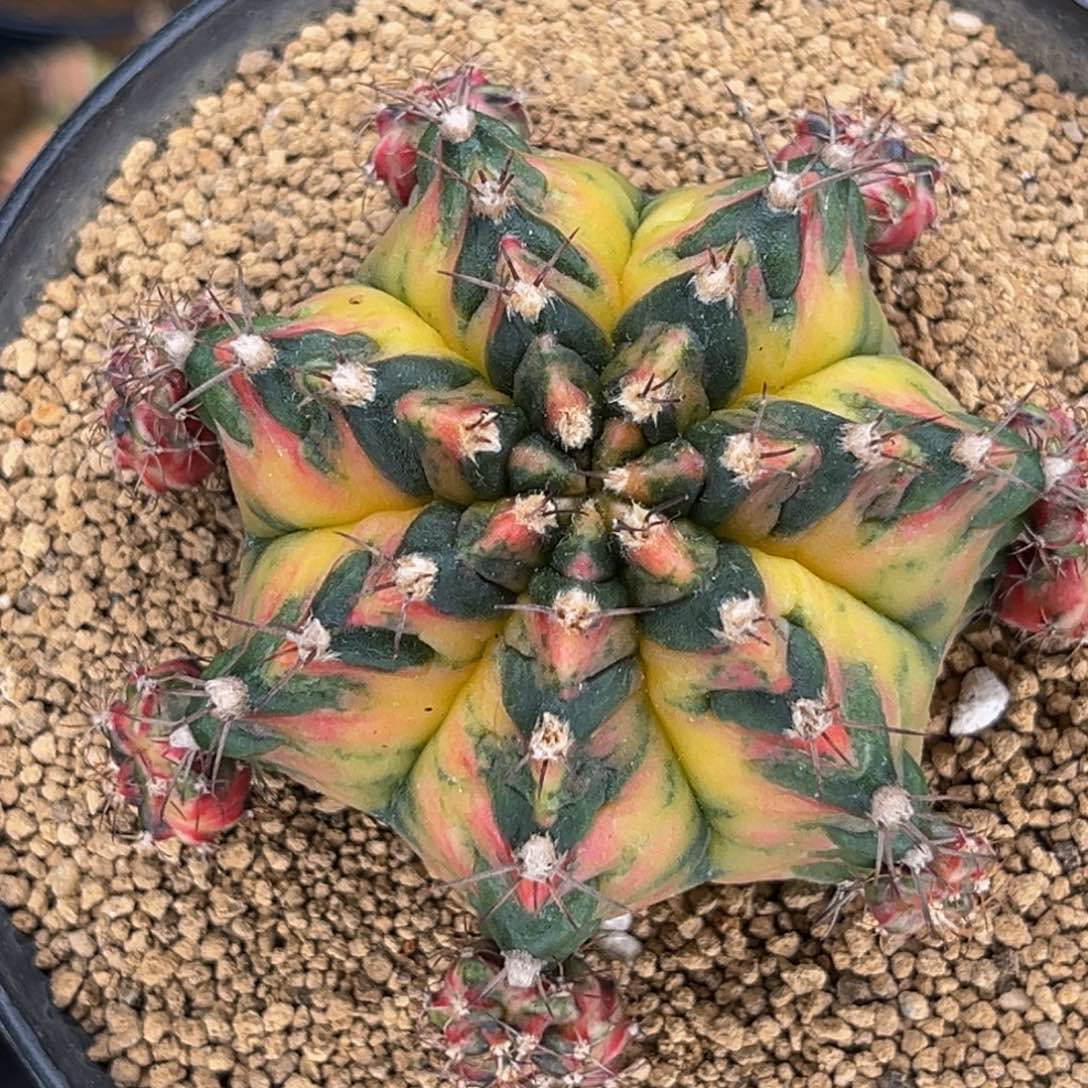 乌贼海神锦 侧芽可出 480一个 米哈仙人球