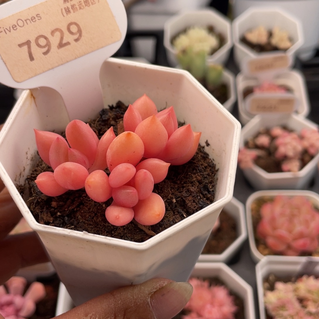 桃花源7929-5.0厘米
