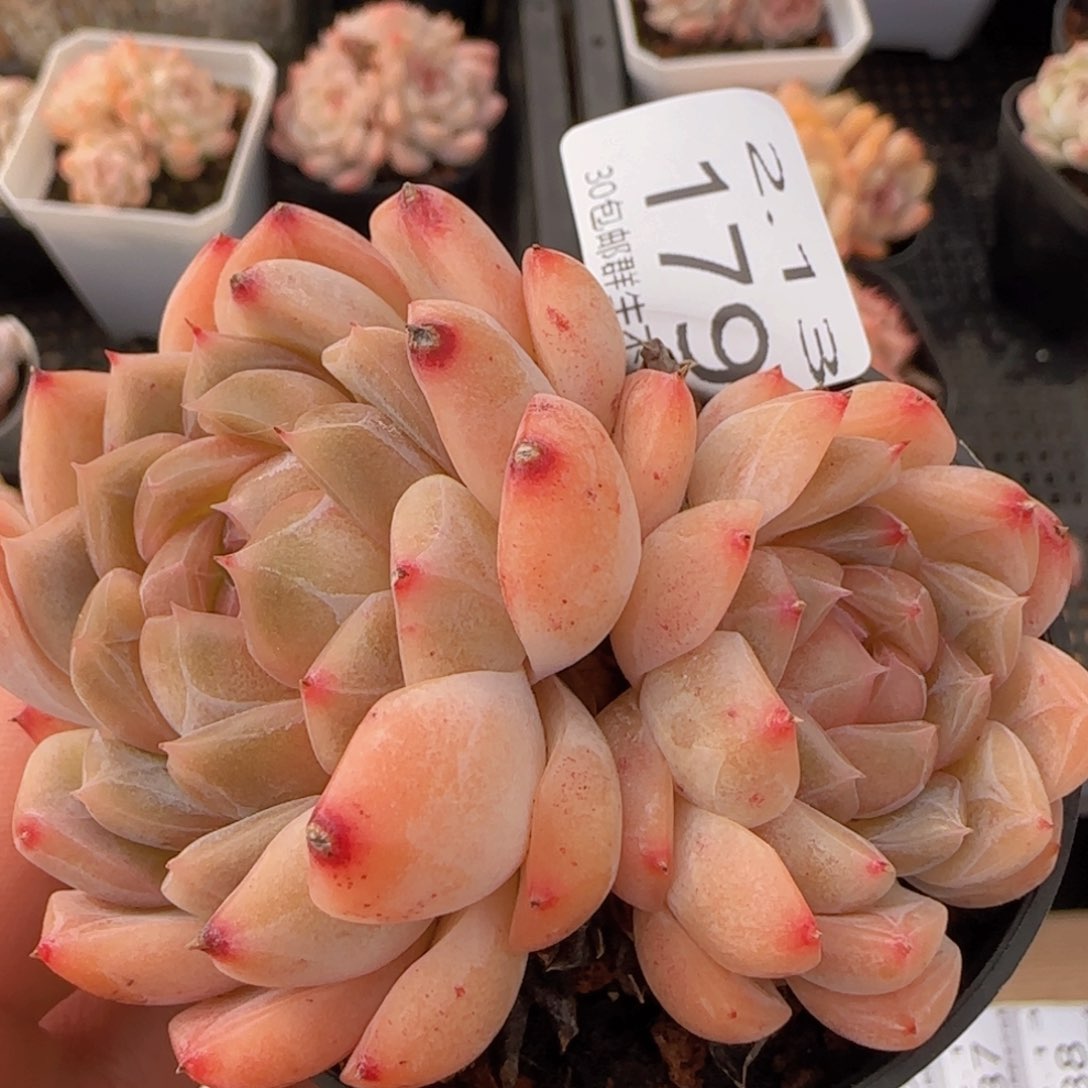 红恋杂酒红香槟双头一颗