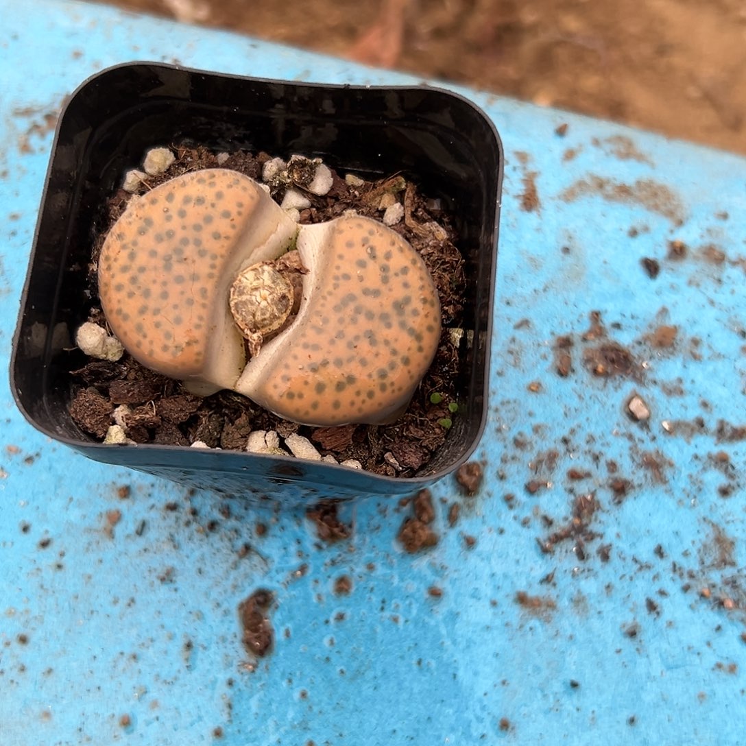 多肉植物生石花带盆