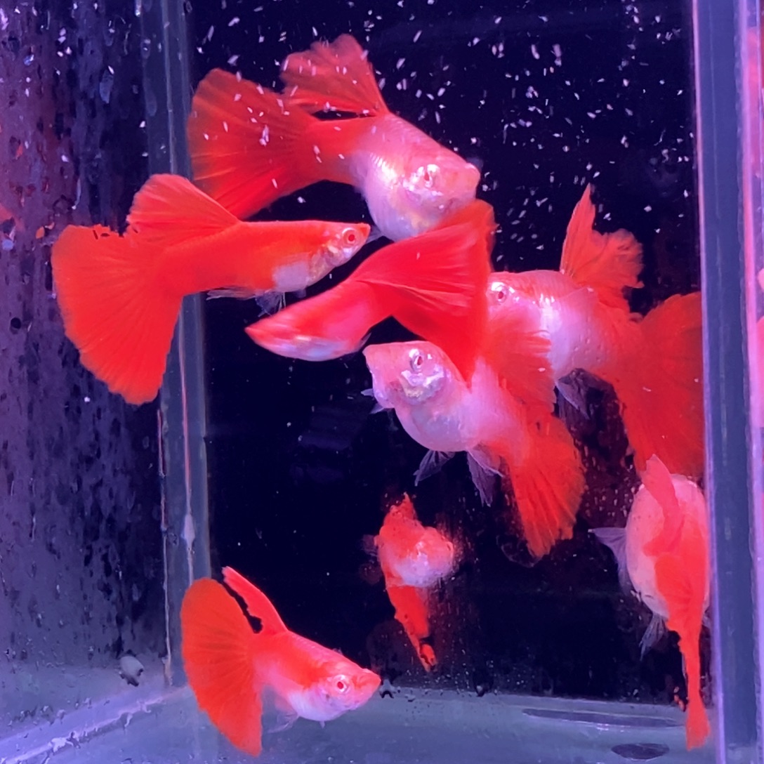 孔雀鱼血红玫瑰4对