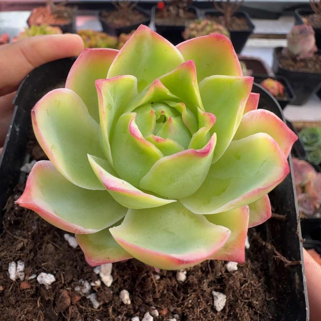 L614半城玫瑰金陵