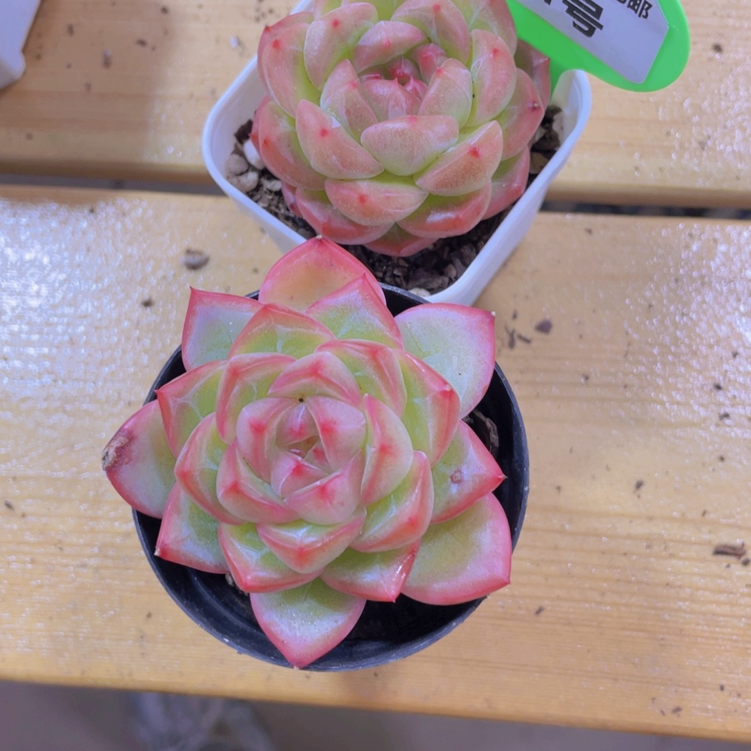 421号 孤品珍妮两颗