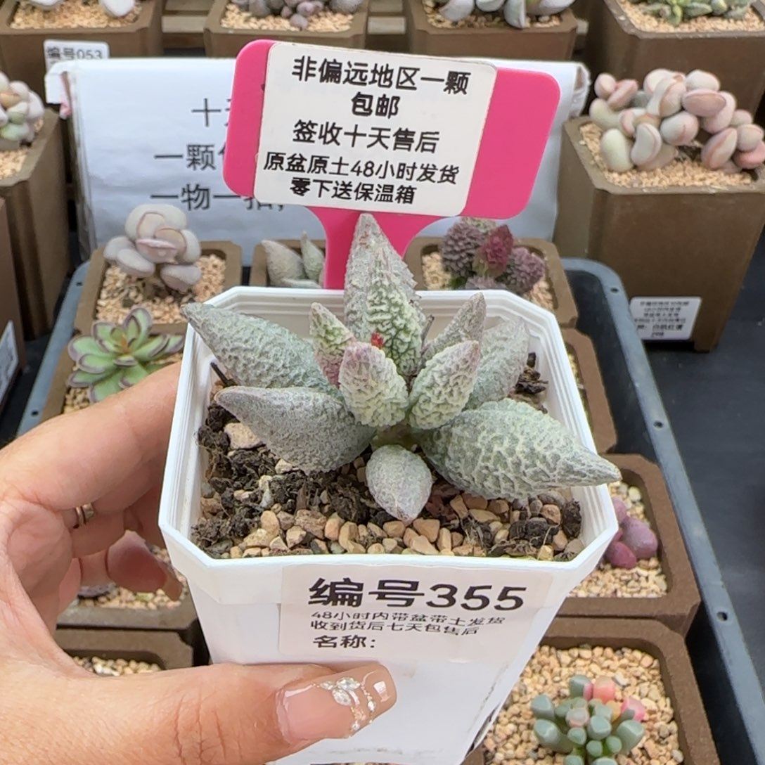 355融冰多肉植物