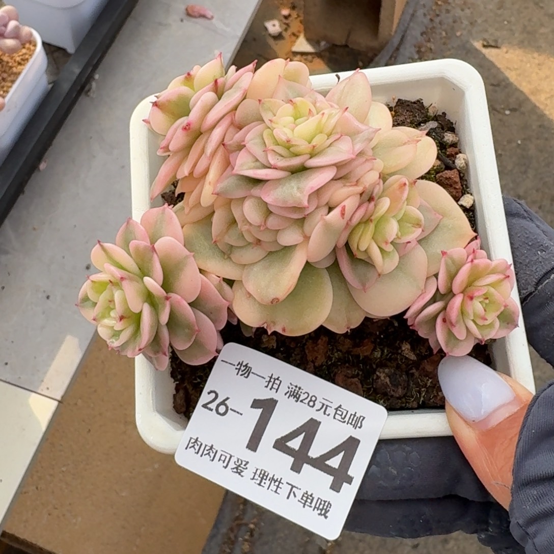 腊牡丹锦无盆土发货