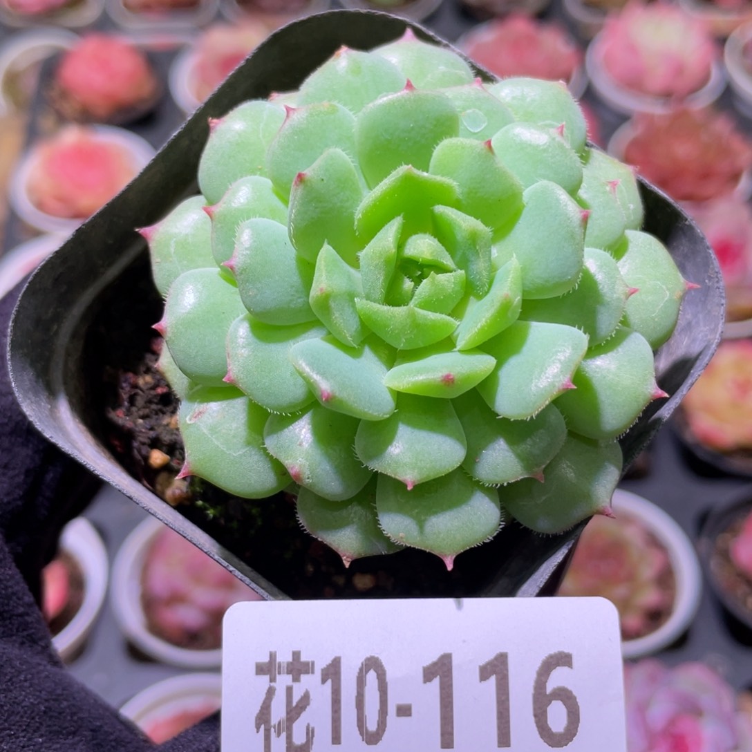 花利美10-116美丽世界