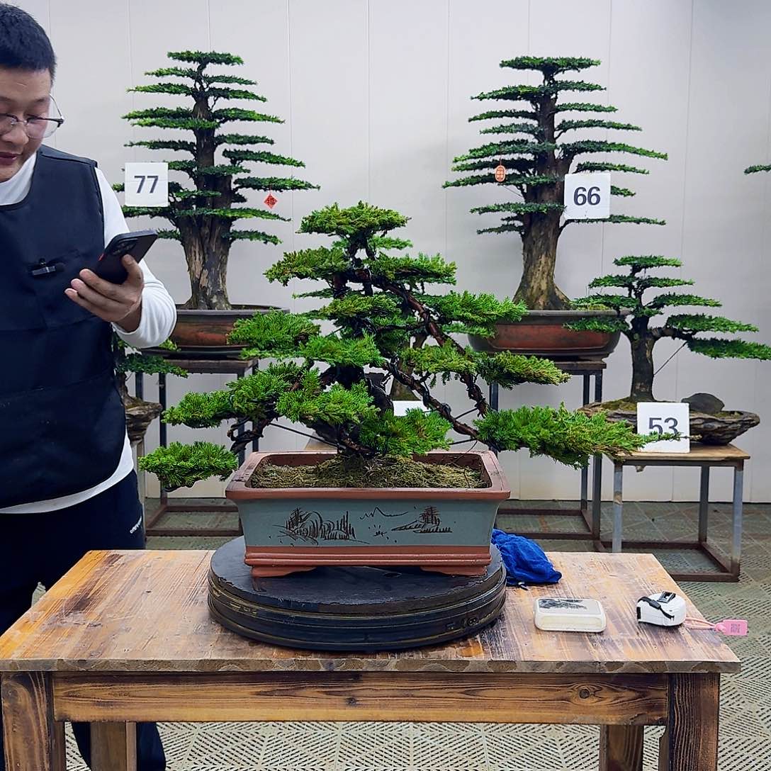 盆景柏树造型盆景