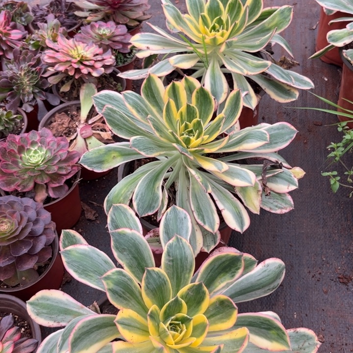 灿烂多肉植物法师