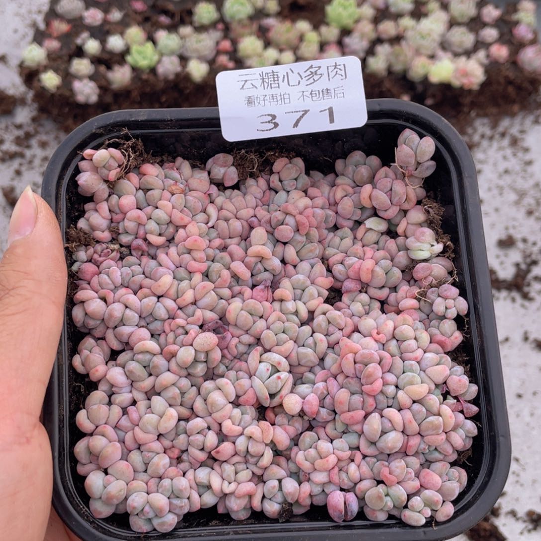 云糖心多肉植物371