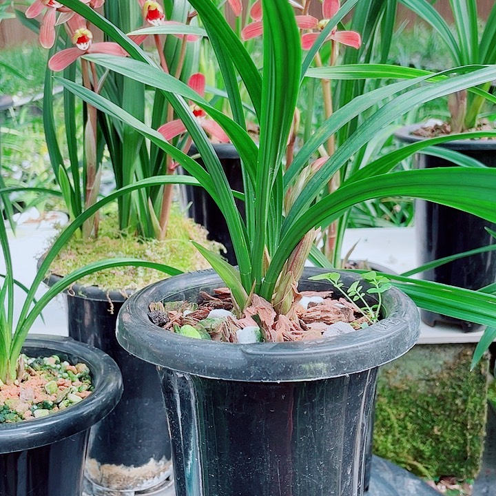 用***6完全开放一物一漂亮