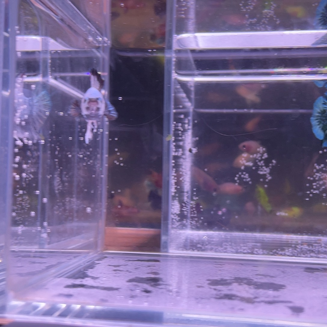 斗鱼可博泰斗092108