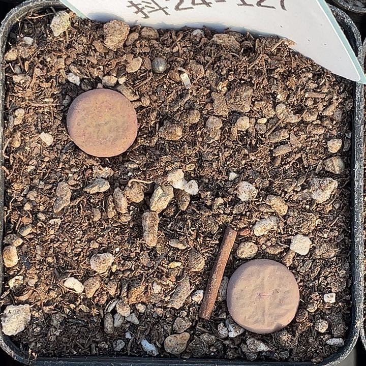 24-127奶油嘴多肉植物