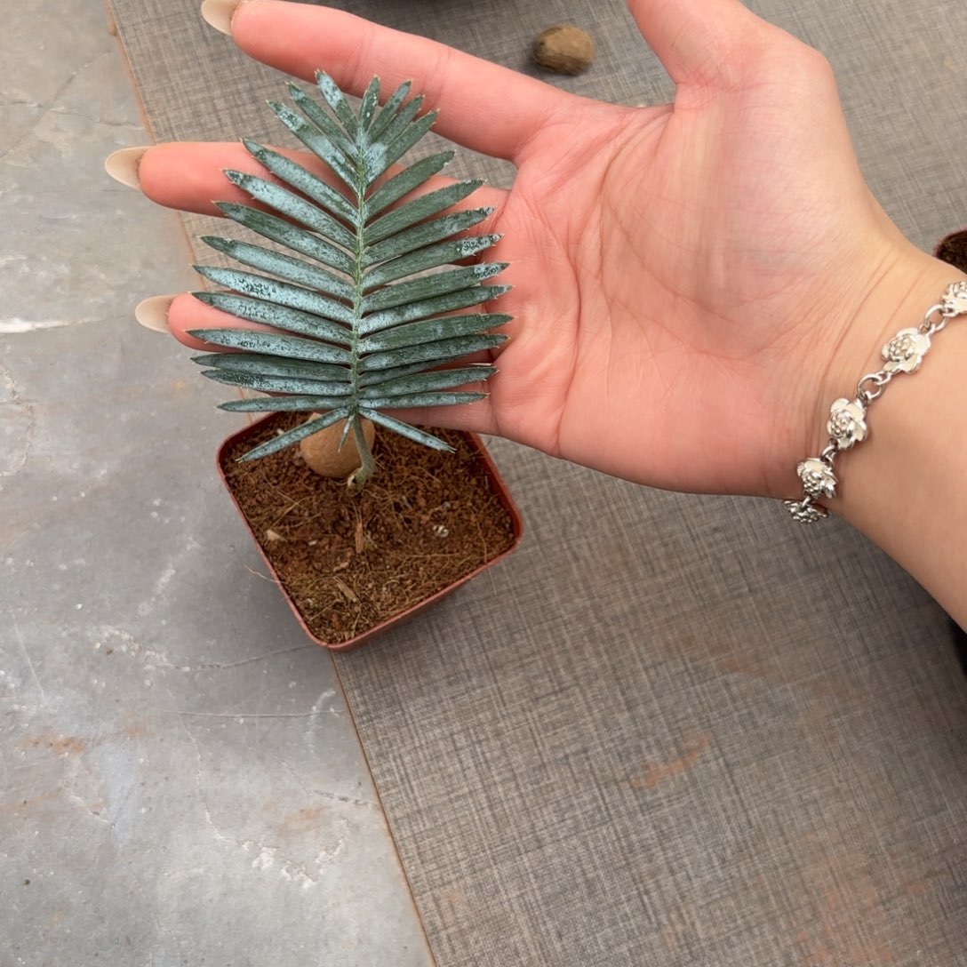 鱼骨双子铁哈哈哈