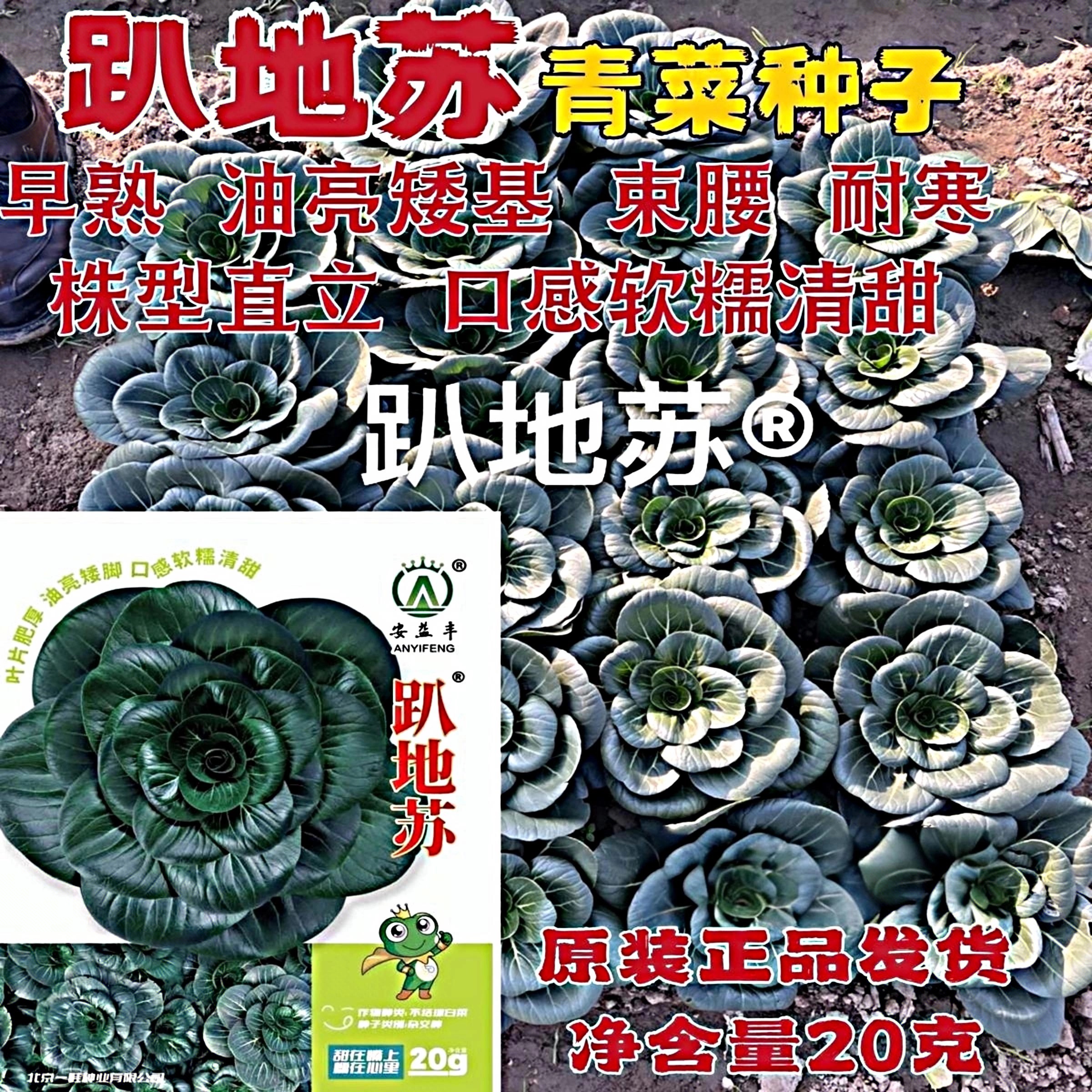 趴地苏青菜种子矮脚油亮叶片肥厚口感软糯清甜苏州青种籽