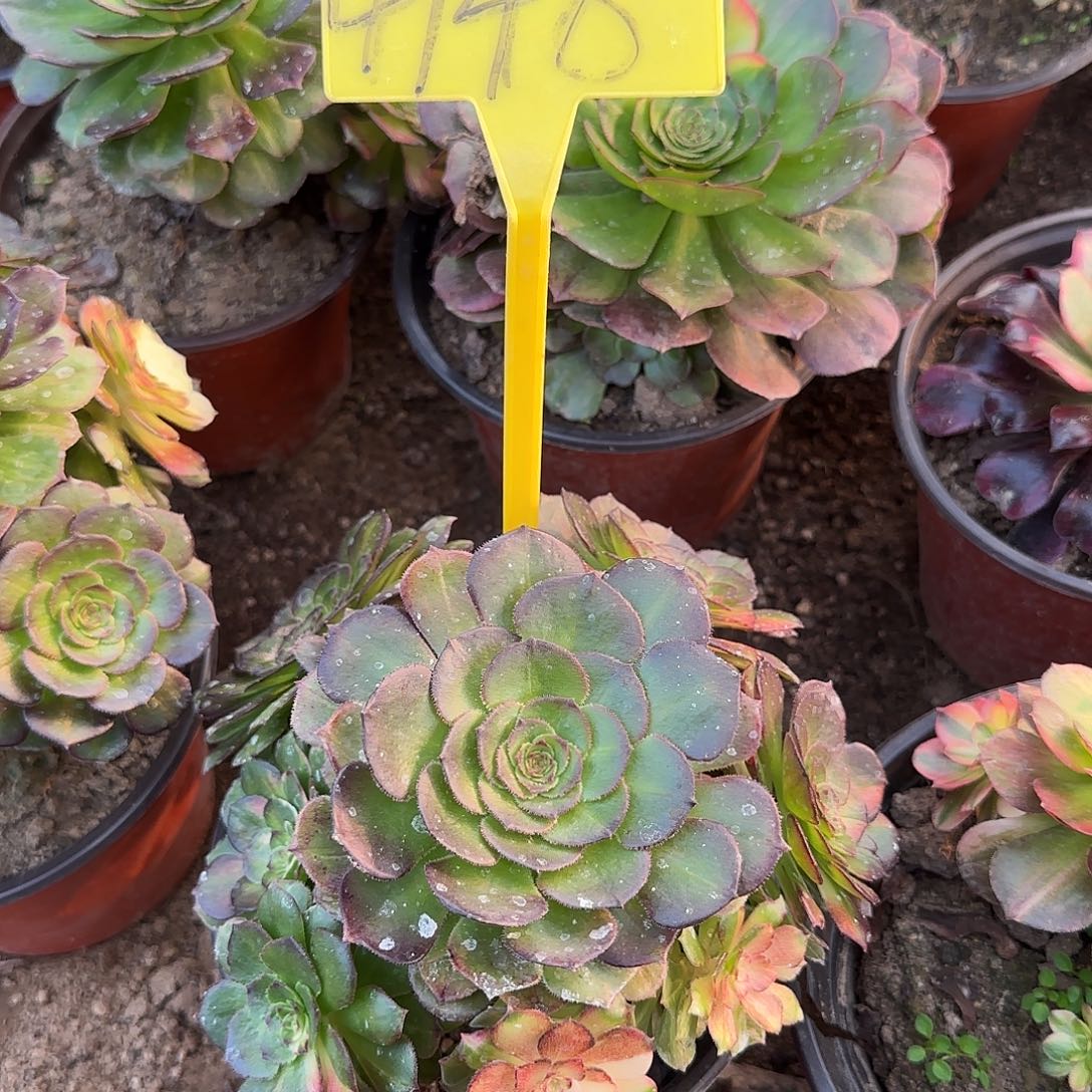 4148--+海王多肉植物