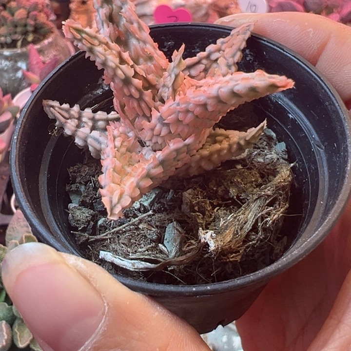 极*我也是一天也没有