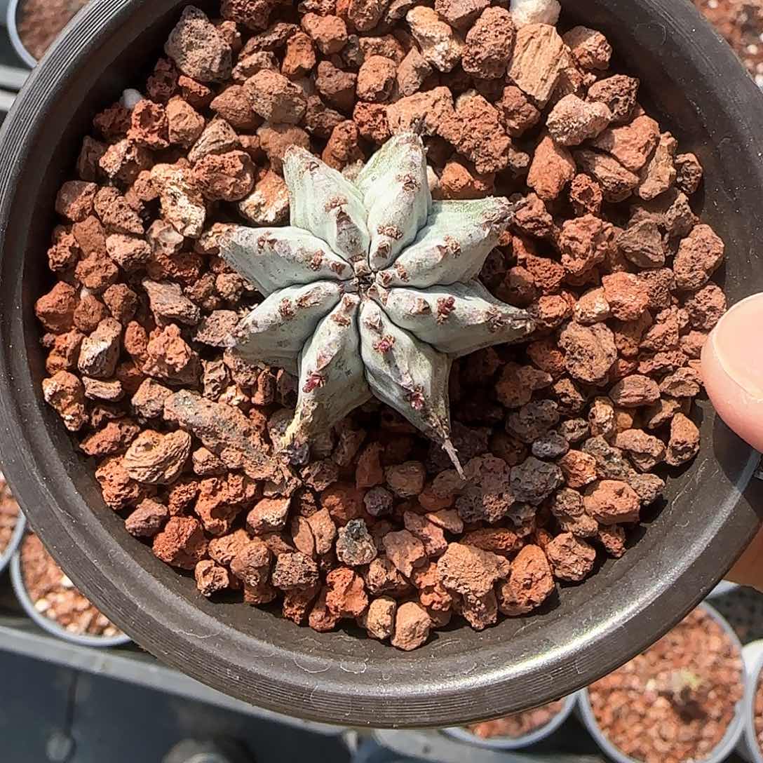 多肉植物 魁伟玉 