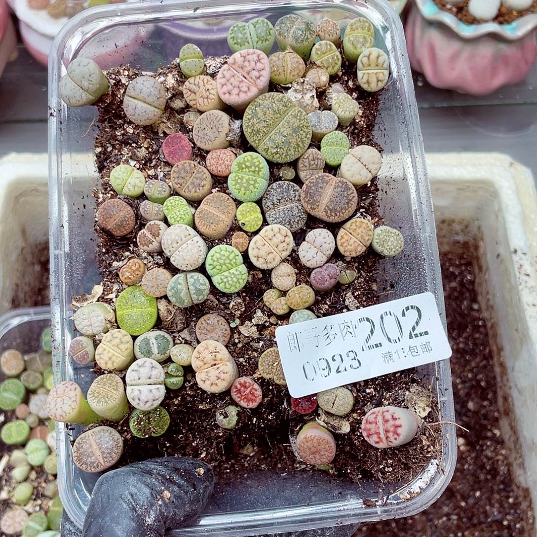 生石花满18包邮0923-202