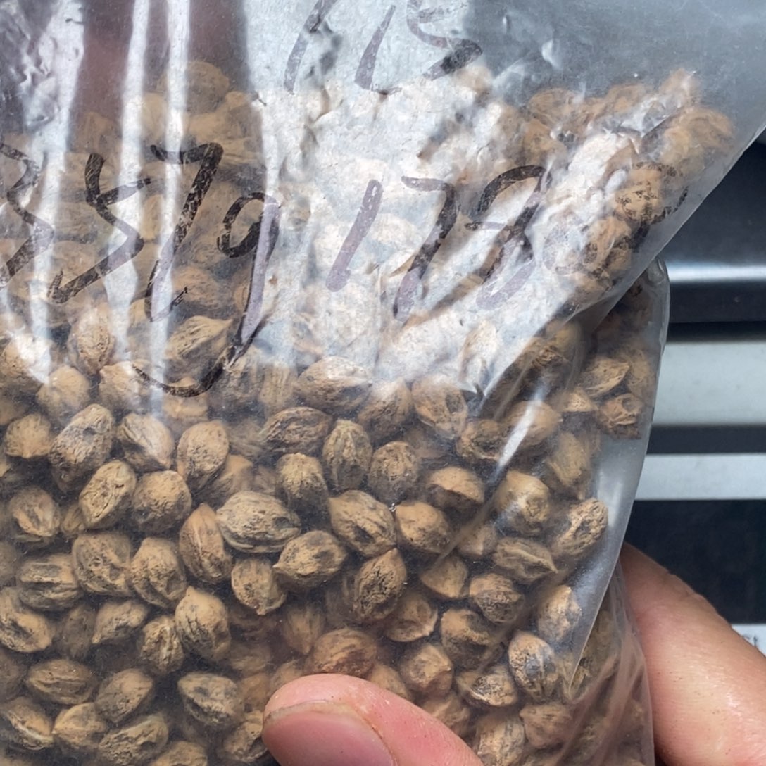 吊坠柏香籽/百香籽