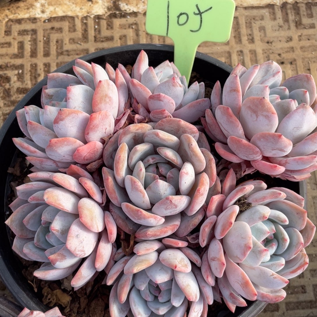 夏****星影多头群生105号