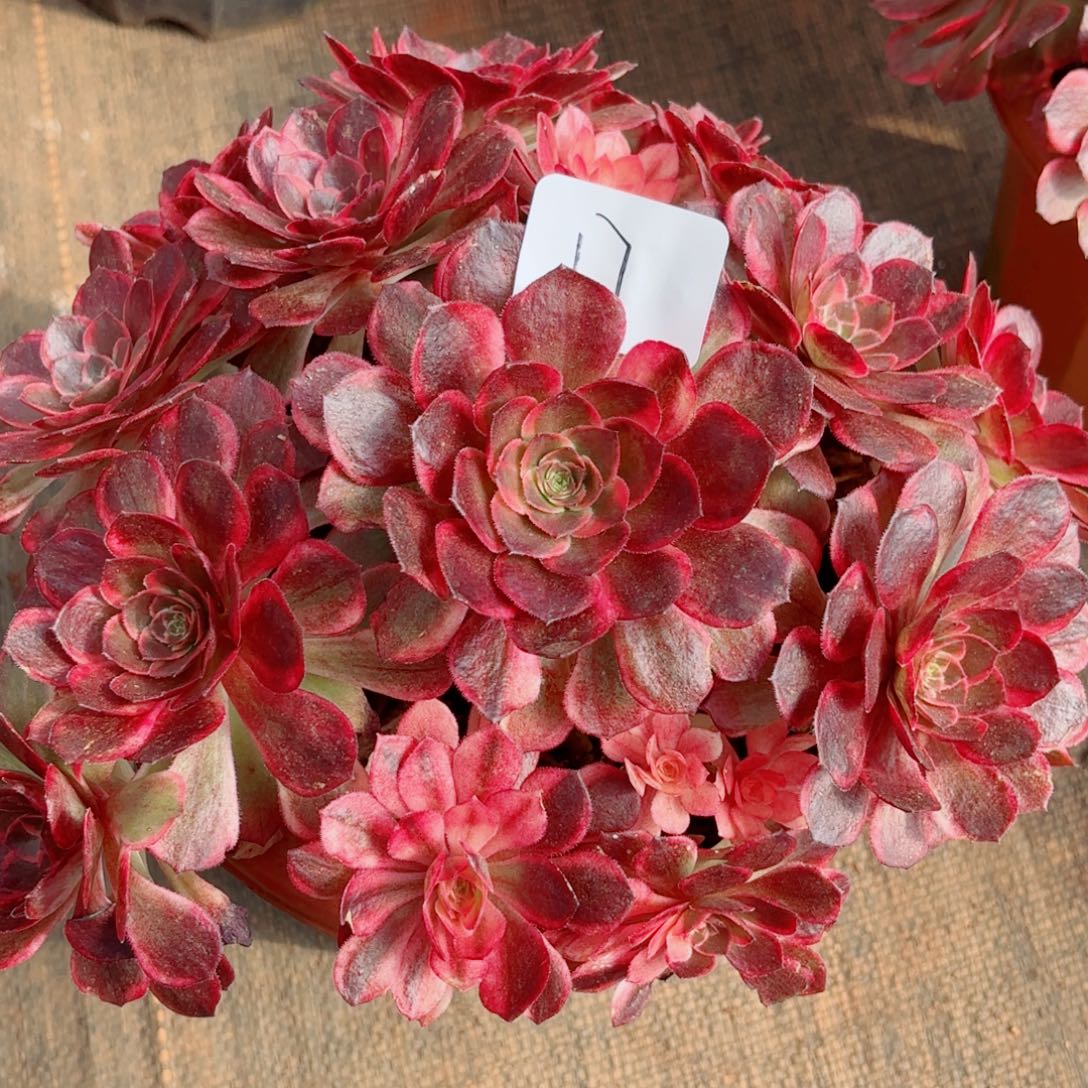 一物一拍多肉法师17