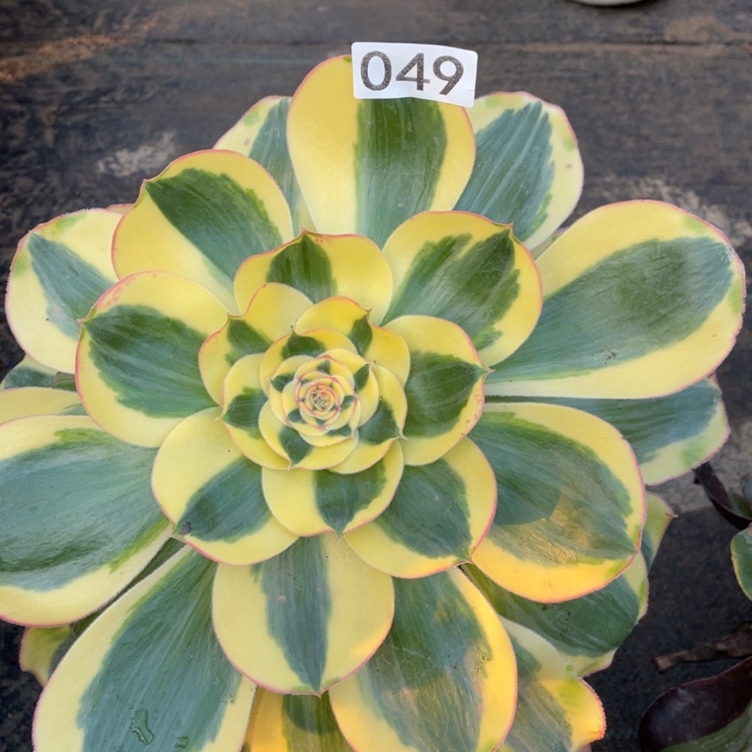 王妃多肉植物单头