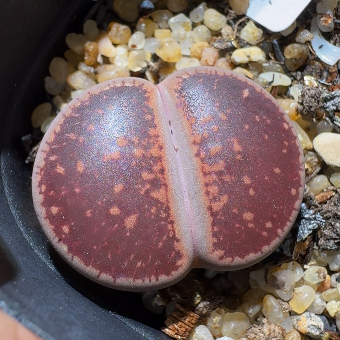 Ssss精品生石花632