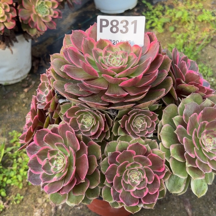 ****学瑞妈多肉植物，831.