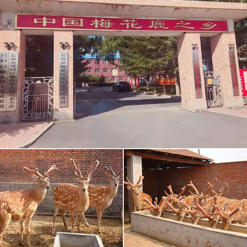 双阳鹿乡镇【鹿产品】以直播实物为准 产地直发 东北特产