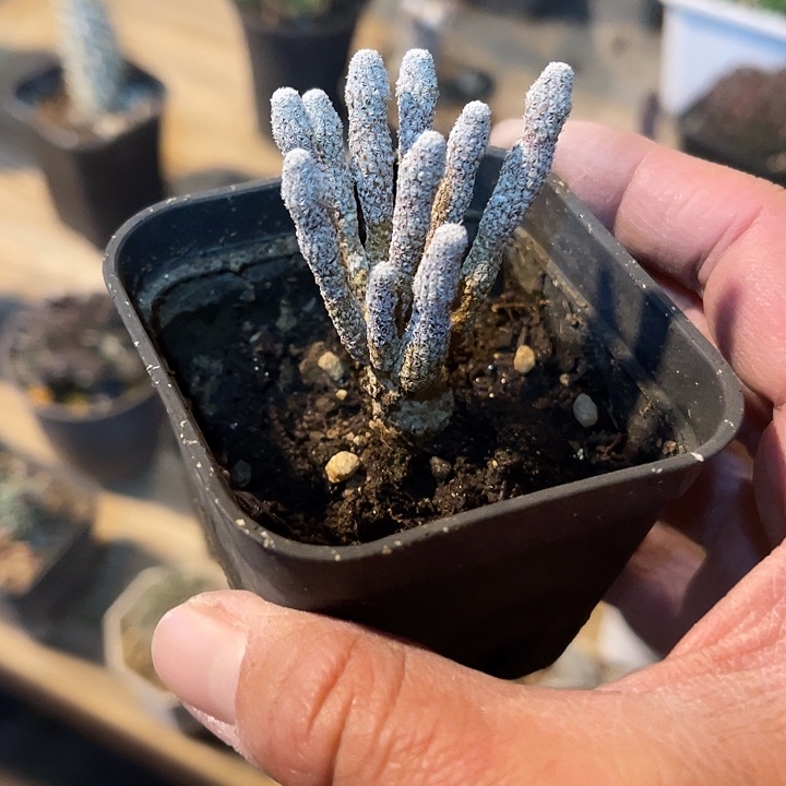 满38包邮2天凑单，脱土晾根发货多肉植物