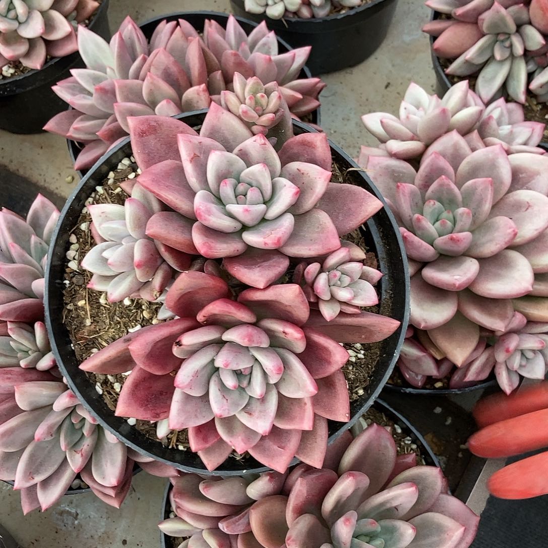 知音多头随机发货